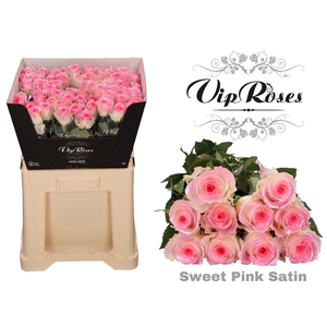 R Gr Sweet Pink Satin