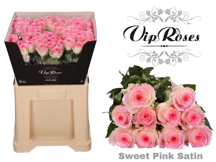 <h4>R GR SWEET PINK SATIN 998</h4>