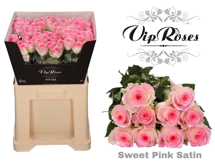 <h4>R GR SWEET PINK SATIN 998</h4>