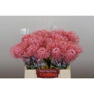 Nutans Painted Baby Pink