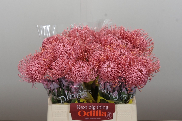<h4>Nutans Painted Baby Pink</h4>