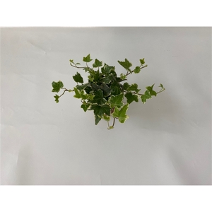 Witbont 8,5cm