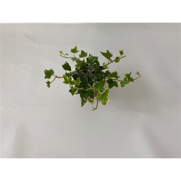 <h4>Eva 8,5cm</h4>