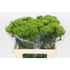 Dianthus Br Kiwi Mellow
