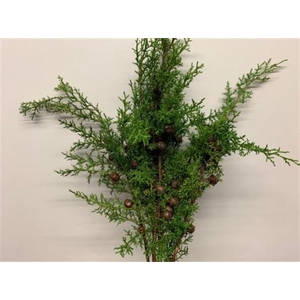 Coniferen With Cones