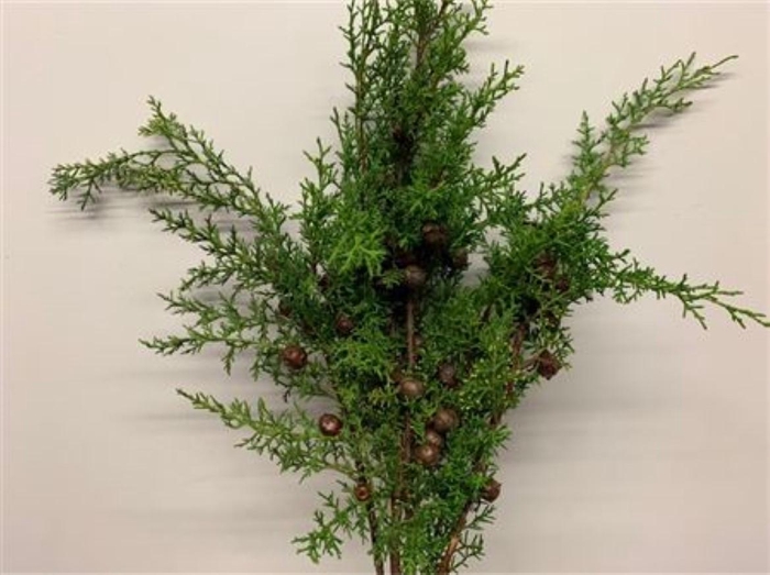 <h4>Coniferen With Cones</h4>