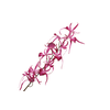 Oncidium Pink Velvet Diamond