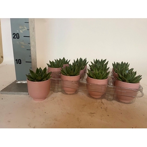 SUCC GEM 3 SRT