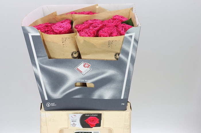 <h4>Rosa Gr Gar Pink & Pretty</h4>