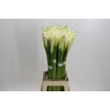 Zantedeschia Eydolls White