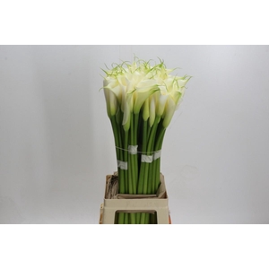 Zantedeschia Eydolls White