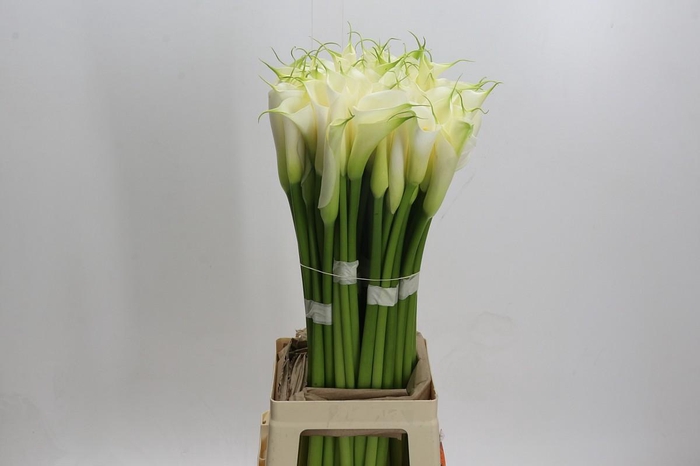 <h4>Zantedeschia Eydolls White</h4>