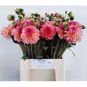 Dahlia Morning Sunset