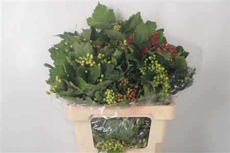 <h4>Viburnum Op Compactum Berries</h4>