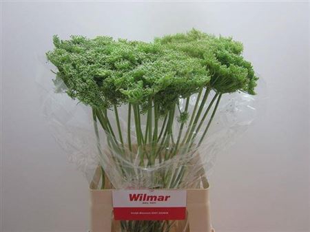 <h4>Ammi Vis Green Mist</h4>