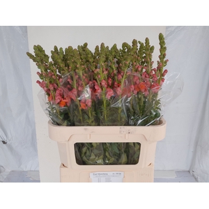 ANTIR AVIGNON D ORAN