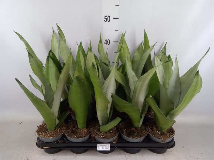 <h4>Sansevieria trifa. 'Moonshine'</h4>