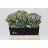 Oxypetalum Tweedia Blue