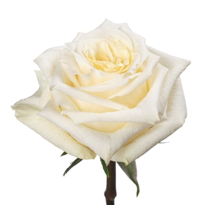 R Gr Cream Shimmer 60cm EC