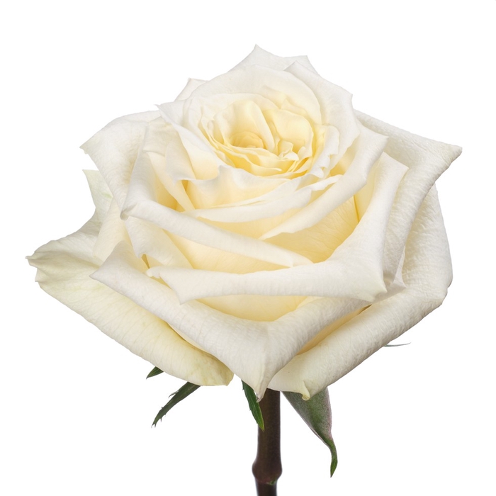<h4>R Gr Cream Shimmer 60cm EC</h4>