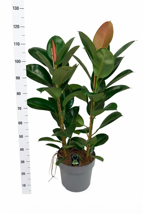 <h4>FIC EL ROBUSTA</h4>