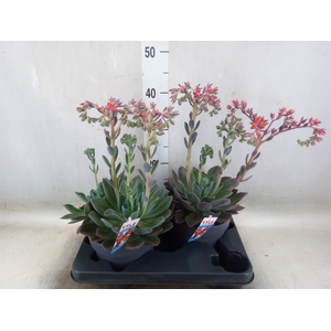 Echeveria  'Blue Prince'