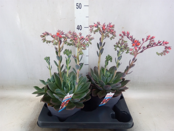 <h4>Echeveria  'Blue Prince'</h4>