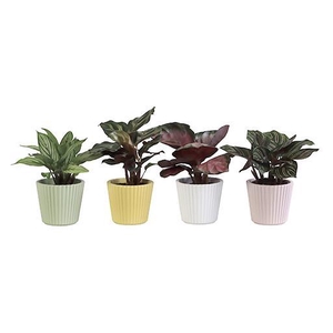 CALATHEA MIX P6 L 65919
