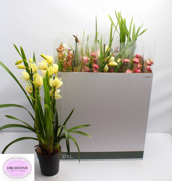 <h4>CYMB GEMENGD</h4>