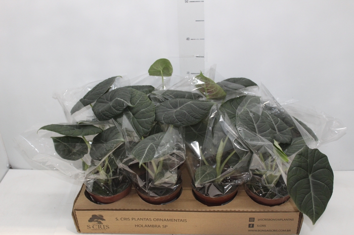 <h4>ALOCASIA MAHARANI P12</h4>