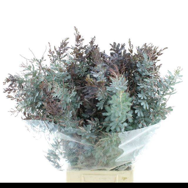 <h4>ACACIA BL B PURP BS</h4>