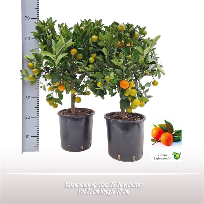 <h4>Calamondin op stam</h4>