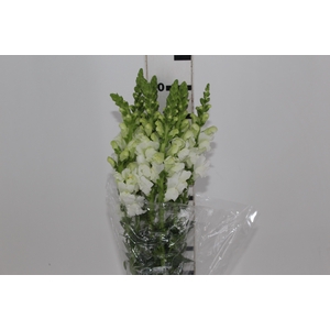BOCA DE LEAO POTOMAC WHITE 070 CM
