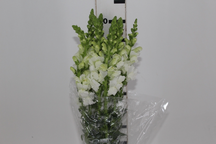 <h4>BOCA DE LEAO POTOMAC WHITE 070 CM</h4>