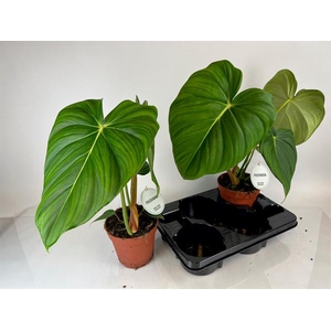 Philodendron Fuzzy Petiole 15Ø 60cm