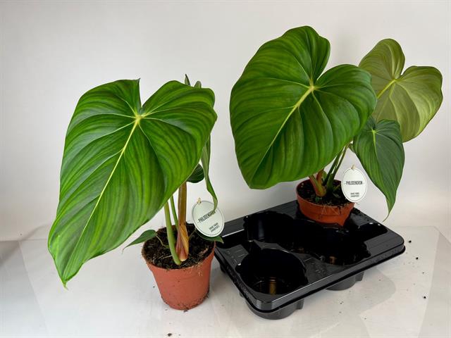 Philodendron Fuzzy Petiole 15Ø 60cm