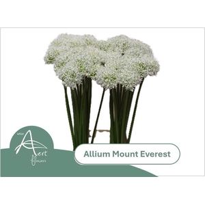 ALLIUM MOUNT EVEREST