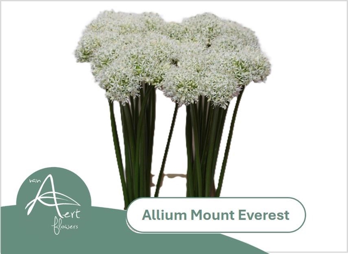 <h4>ALLIUM MOUNT EVEREST</h4>