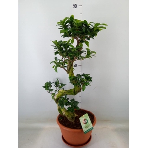 Ficus microcarpa 'Ginseng'