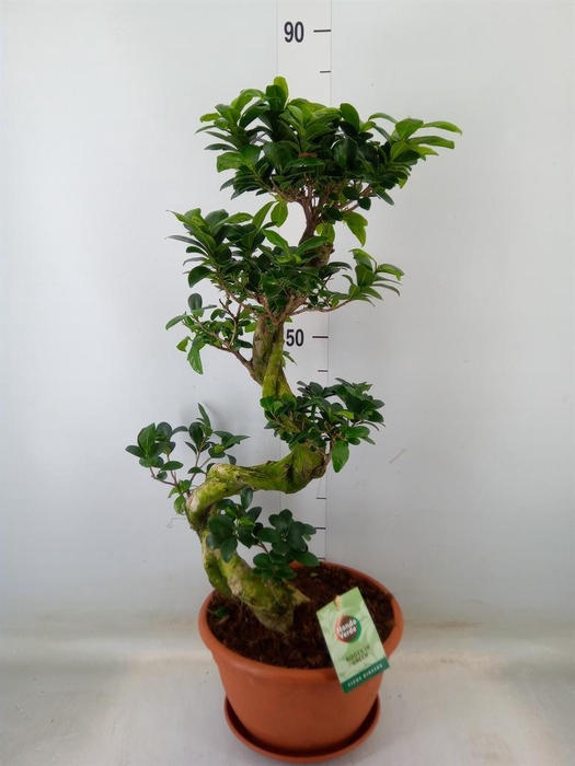 <h4>Ficus microcarpa 'Ginseng'</h4>
