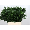 Ruscus Israel