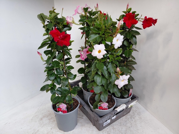 <h4>MANDE SUN MIXK</h4>