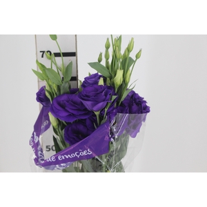 LISIANTHUS CROMA II PURPLE ROXO 070 CM