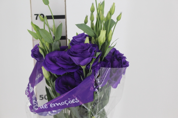 <h4>LISIANTHUS CROMA II PURPLE ROXO 070 CM</h4>