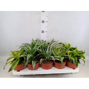 Dracaena   ...mix