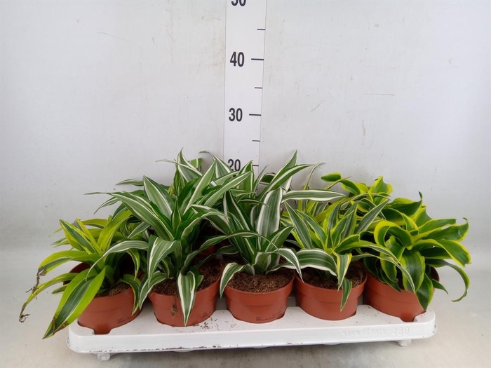 <h4>Dracaena   ...mix</h4>