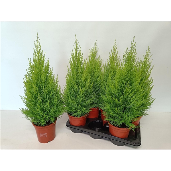 <h4>Cupressus 'Goldcrest Wilma' piramide</h4>