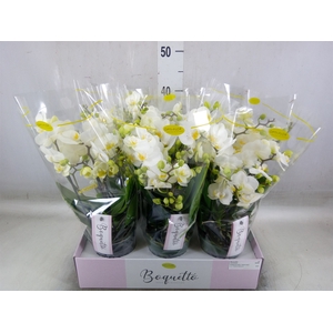 Phalaenopsis multi.   ...white