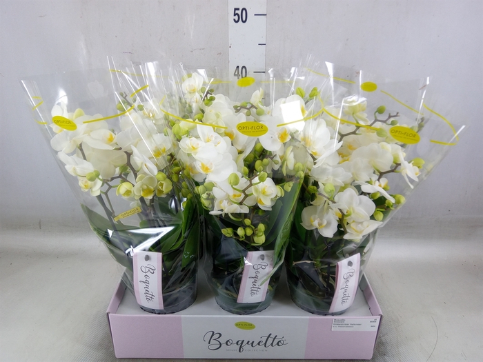 <h4>Phalaenopsis multi.   ...white</h4>
