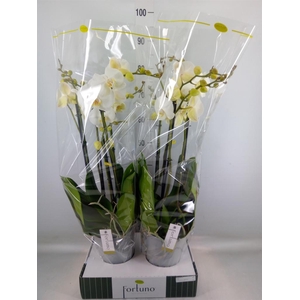 Phalaenopsis   ...white